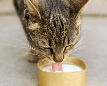 Why Milk is Both Unhealthy and Unnecessary for Your Cat