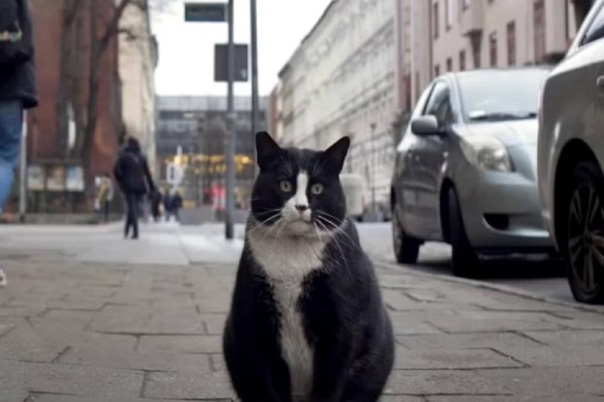 Poland’s Hottest Tourist Attraction is a Fat Black and White Cat