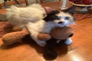 Rescued TNR Cat’s Heartwarming Journey from Fear to Trust