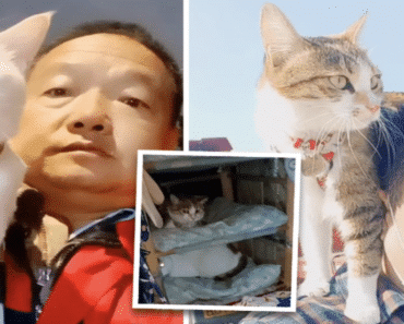 Truck Driver Saves Three Homeless Cats, Now They Journey Across the Nation Side by Side