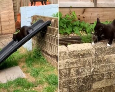 Woman Gains Popularity for Modifying Her Backyard for Her Dwarf Cat