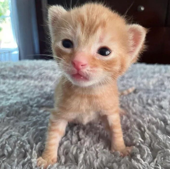 just born kitten