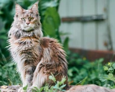 The Allure of American Maine Coon Cats: Your Ultimate Guide