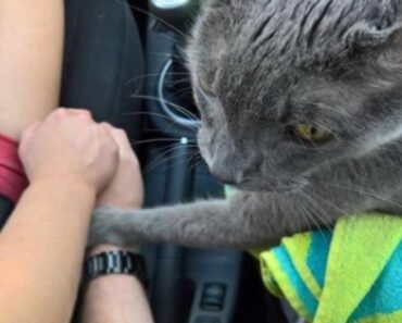 Saying Goodbye: Little Andrew’s Last Journey with His Human Captures Hearts