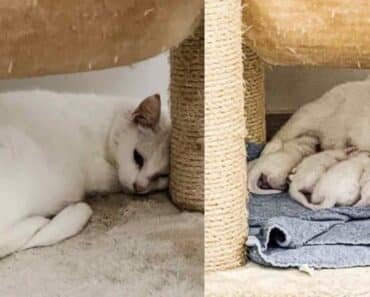 Lovely White Stray Saved from the Streets – Delivers Kittens Under the Cat Tree