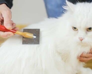 The Ultimate Guide to Long Hair Cats: Why They’re a Purr-fect Choice