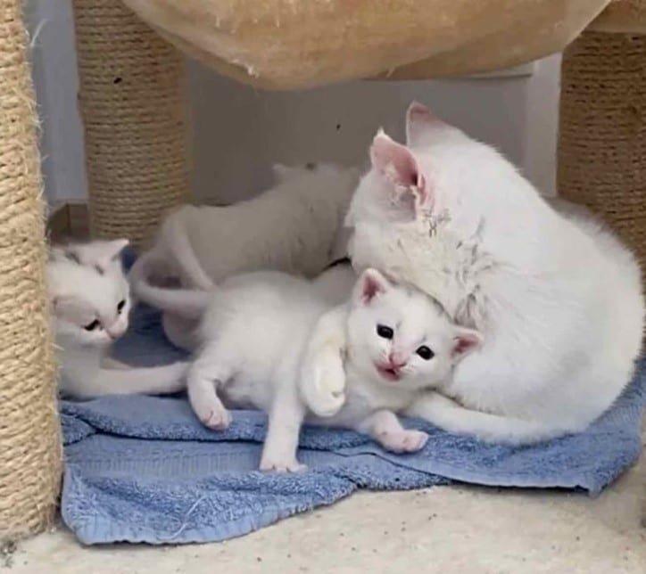 mama cat and white kittens