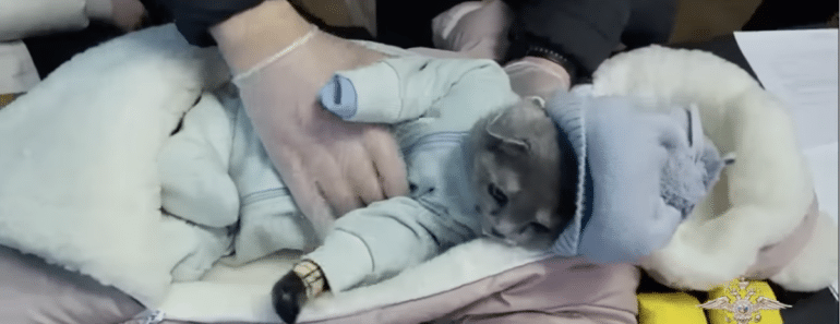 Russian Woman Arrested for Disguising Cat as Baby in Drug Smuggling Scheme
