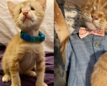 Woman Rescues Blind Orange Cat and Discovers “Soul Cat” Who Transforms Her Life